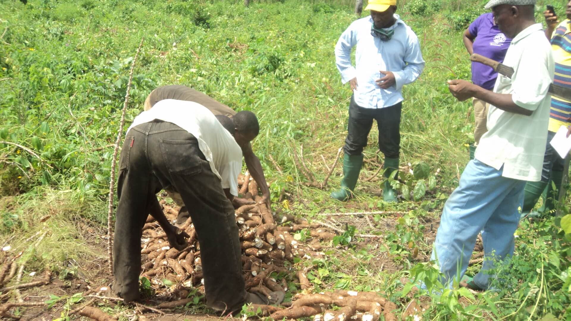 LASCOFED Agricultural Produce